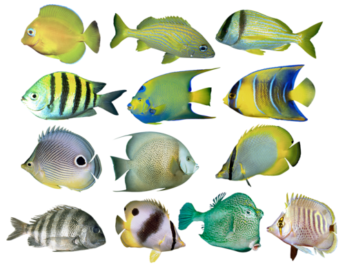 akvariumi_halak_557.png