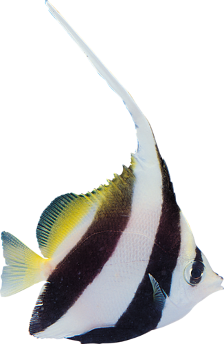 akvariumi_halak_559.png