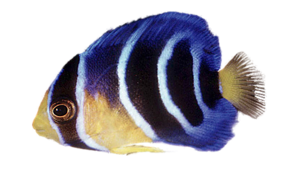 akvariumi_halak_56.png