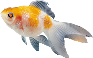 akvariumi_halak_57.png