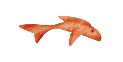 akvariumi_halak_570.png