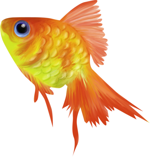 akvariumi_halak_595.png