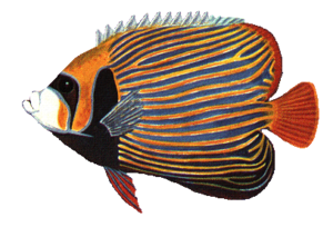akvariumi_halak_60.png
