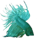 akvariumi_halak_604.png