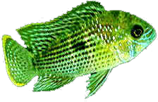 akvariumi_halak_605.png