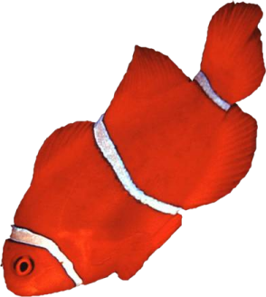 akvariumi_halak_606.png