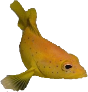 akvariumi_halak_607.png