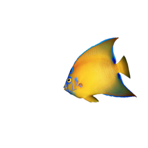 akvariumi_halak_609.png