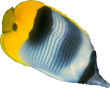 akvariumi_halak_612.png