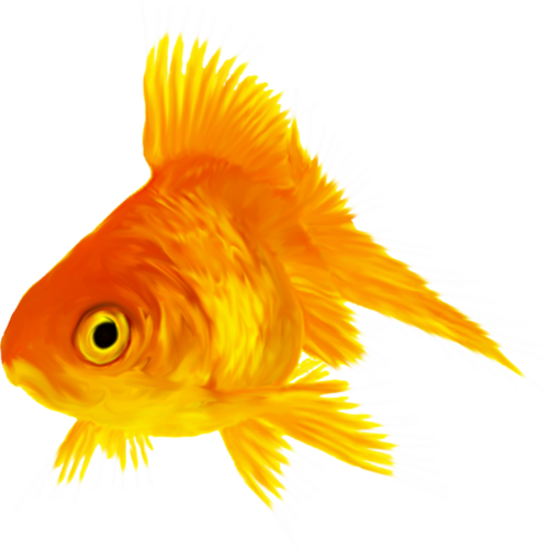 akvariumi_halak_613.png