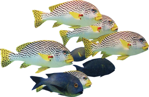 akvariumi_halak_615.png