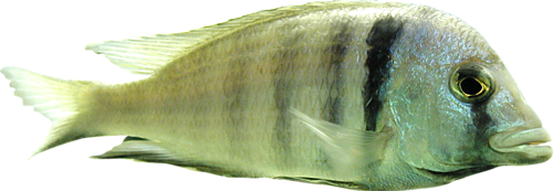 akvariumi_halak_620.png