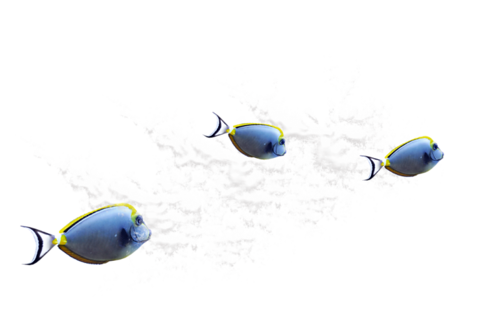 akvariumi_halak_625.png