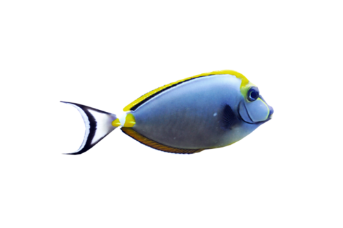 akvariumi_halak_626.png