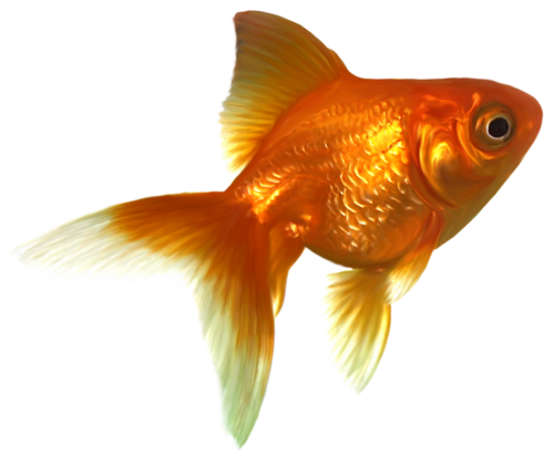 akvariumi_halak_628.png