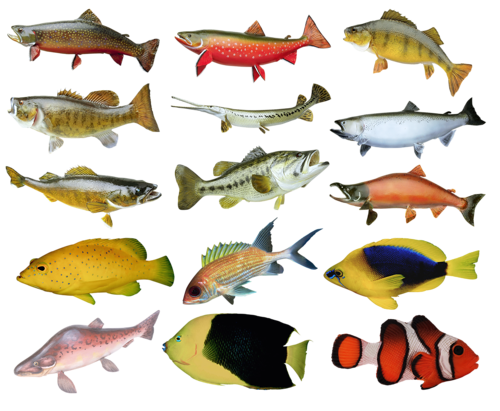 akvariumi_halak_631.png