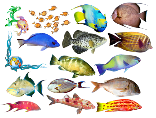 akvariumi_halak_632.png