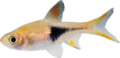 akvariumi_halak_636.png