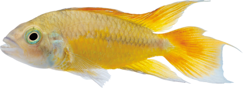 akvariumi_halak_637.png