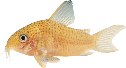 akvariumi_halak_638.png