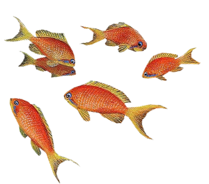 akvariumi_halak_64.png