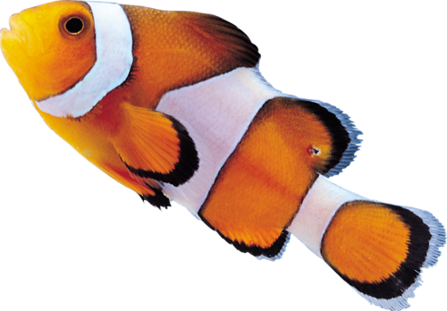 akvariumi_halak_640.png