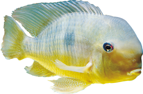 akvariumi_halak_643.png