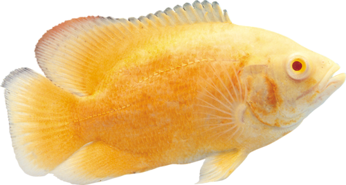 akvariumi_halak_648.png