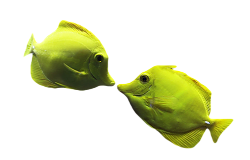 akvariumi_halak_659.png