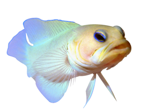 akvariumi_halak_665.png