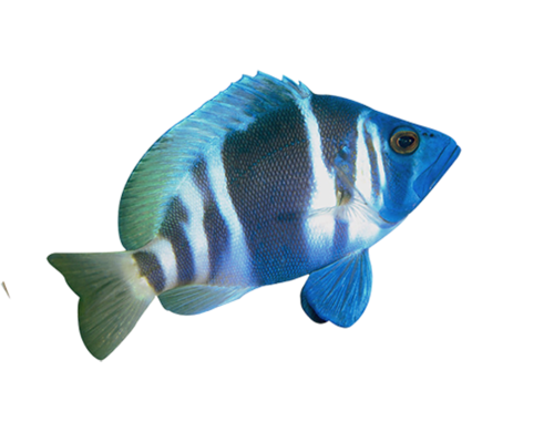 akvariumi_halak_666.png