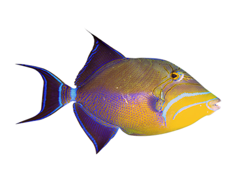 akvariumi_halak_667.png