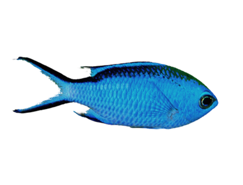 akvariumi_halak_668.png