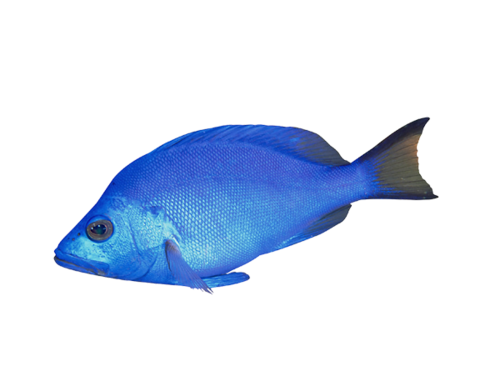 akvariumi_halak_670.png