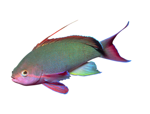 akvariumi_halak_671.png
