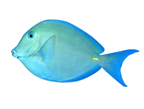 akvariumi_halak_672.png
