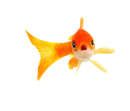 akvariumi_halak_676.png