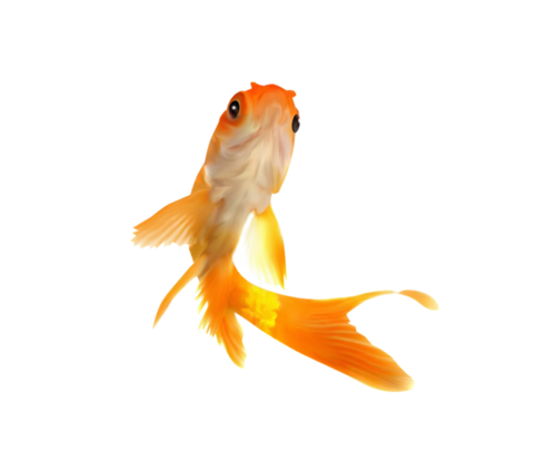 akvariumi_halak_677.png