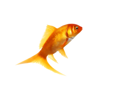 akvariumi_halak_678.png