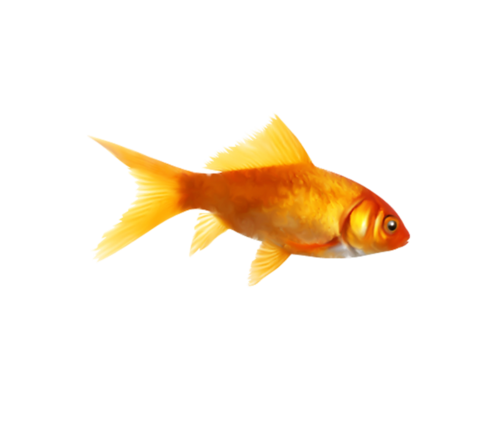 akvariumi_halak_679.png
