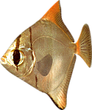 akvariumi_halak_682.png