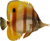 akvariumi_halak_683.png