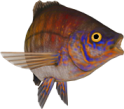 akvariumi_halak_684.png