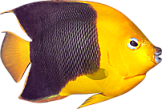akvariumi_halak_686.png