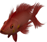 akvariumi_halak_688.png