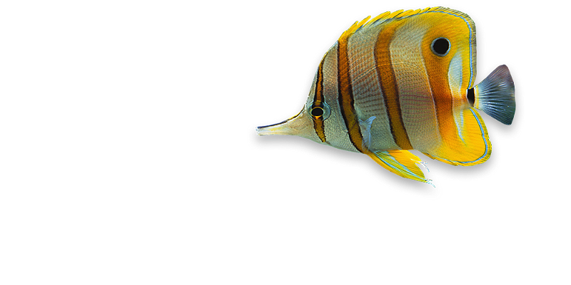 akvariumi_halak_69.png