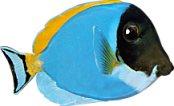 akvariumi_halak_690.png