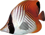 akvariumi_halak_691.png