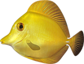 akvariumi_halak_692.png