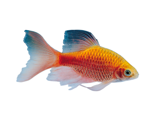 akvariumi_halak_693.png